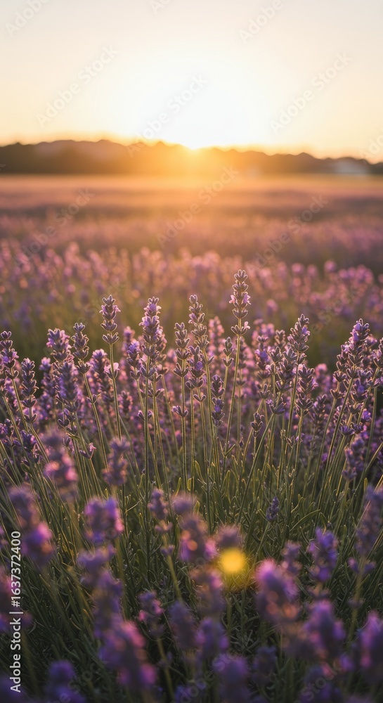 Naklejka premium Sunset Lavender Field, Rural Landscape, Golden Hour, Calm, Nature Photography