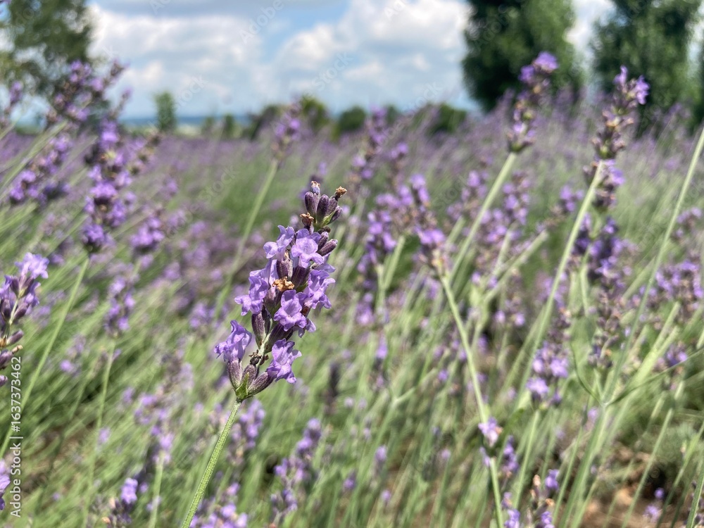 Fototapeta premium field of lavender