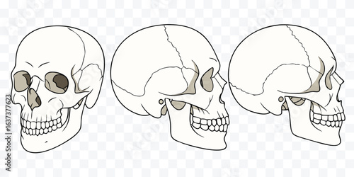 Human Skull Anatomy Illustration Showing Front and Side Views Perfect for Educational Materials and Halloween Themes Detailed Boney Structure