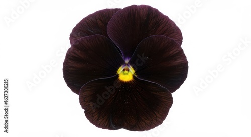 Velvety Dark Purple Pansy Blossom Isolated on White Background A Symbol of Remembrance and Delicate Beauty