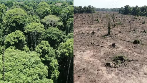 Side-by-side comparison showing a lush forest on the left and a deforested area with tree stumps on the right.
