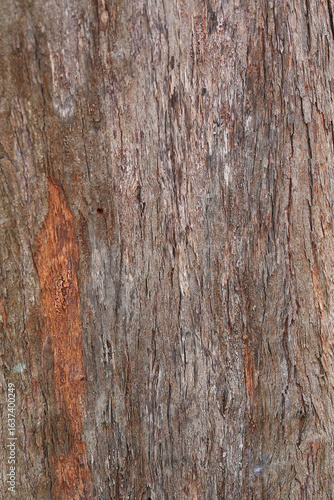 Tree bark texture pattern, Wood trunk as background.