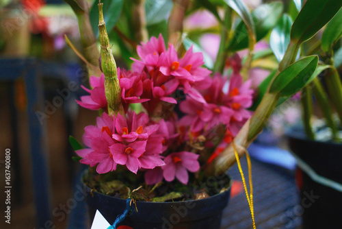 Pink Dendrobium Hibiki (Hyb.) Orchid Flowers in Blooming Pot