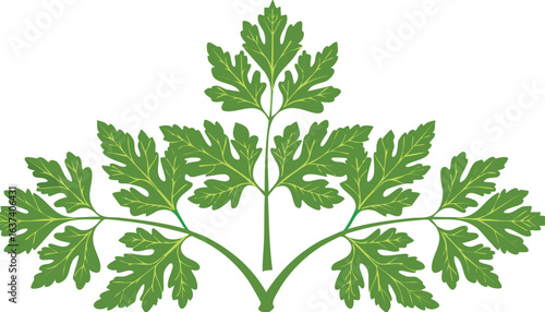 Fresh parsley herb isolated on transparent png vector.herb, leaf, isolated, aromatic, bunch, green, healthy, parsley, background, cooking, food, fresh, natural, organic, plant, raw, clip art, favor, 