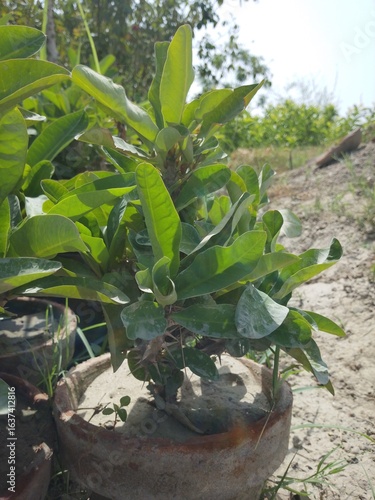young plant in a pot