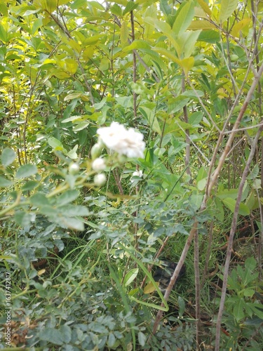 white flowers in the forest