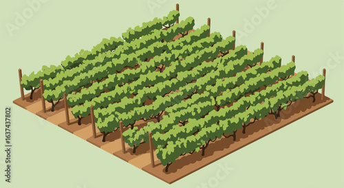 Isometric vineyard on a light background for planning layouts and wine making concepts