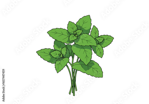 Mint Illustration on white. Cooking. White background for recipe art