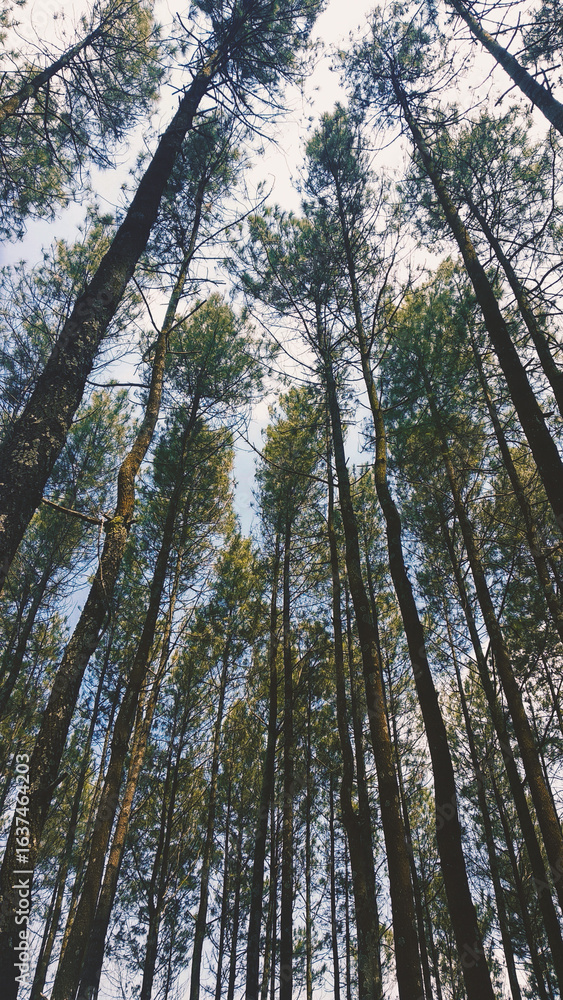 Fototapeta premium trees in the forest