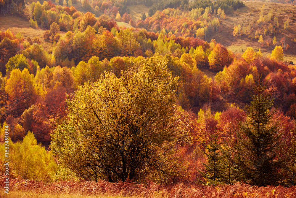 Obraz premium Autumn colored trees and countryside landscape scenery.
