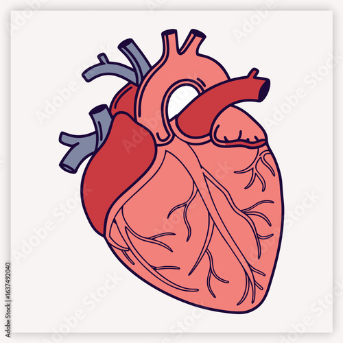 Anatomical human heart vector illustration. Detailed medical diagram of the cardiovascular system for cardiology and science. Biology organ with aorta, veins, and arteries.