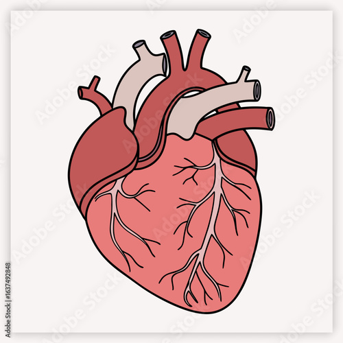 Anatomical human heart vector illustration. Detailed medical diagram of the cardiovascular system for cardiology and science. Biology organ with aorta, veins, and arteries.