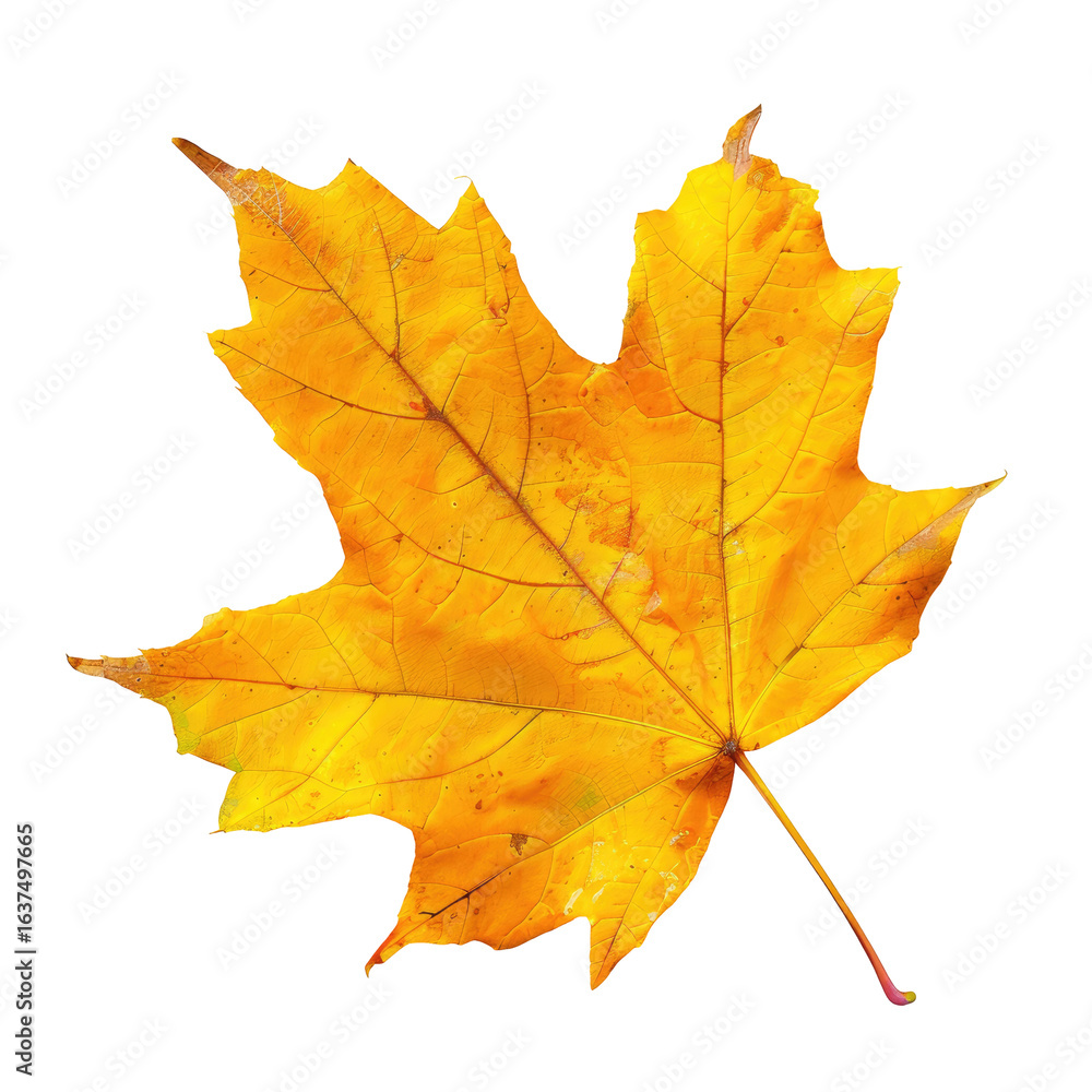 Obraz premium Close-up of a vibrant autumn maple leaf (11)