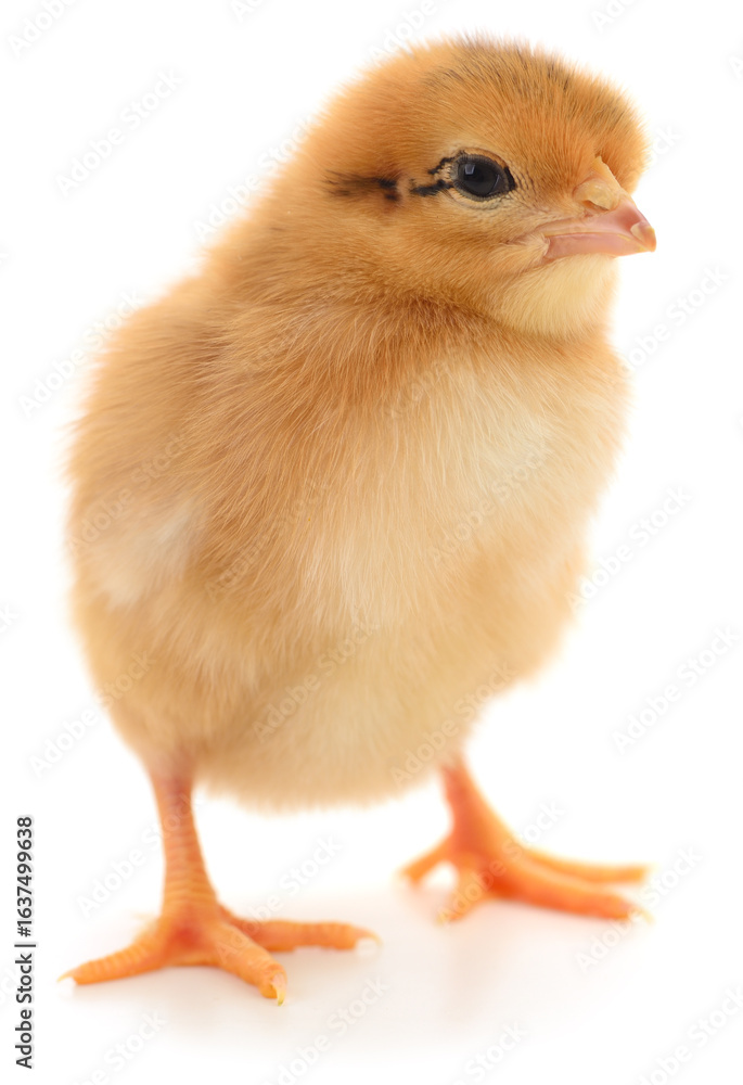 Fototapeta premium Yellow baby chick isolated on white background