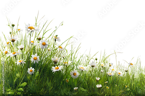 grass border for a banner or decoration, a spring meadow with blooming daisies,e
