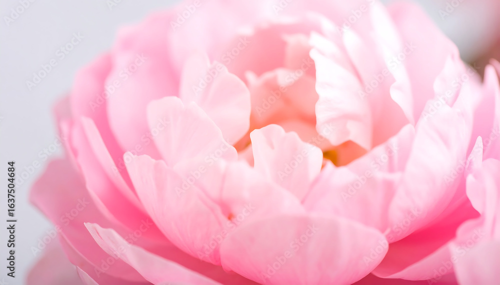 Obraz premium Close-up view of a delicate, fully bloomed pink peony flower with soft petals.