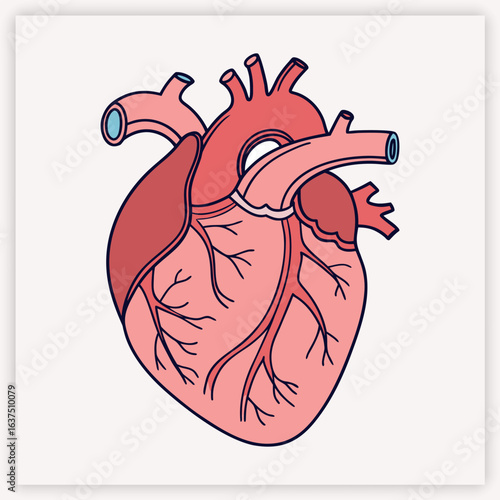 Anatomical human heart vector illustration. Detailed medical diagram of the cardiovascular system for cardiology and science. Biology organ with aorta, veins, and arteries.