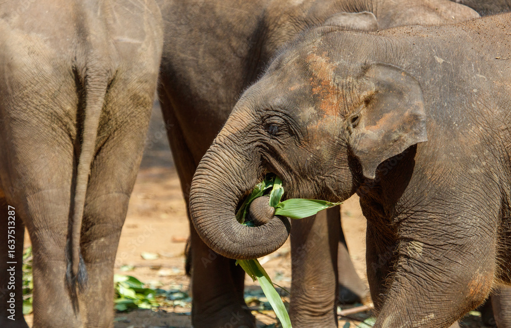 Fototapeta premium A baby elephant is eating a leaf