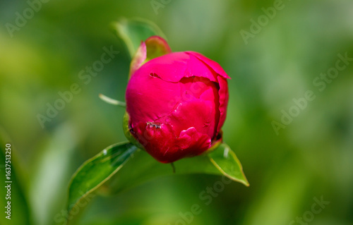 A small red flower with a green stem