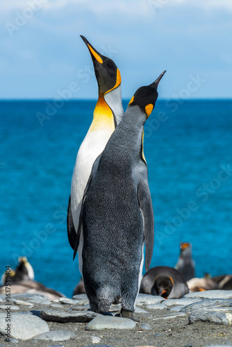 Dois pinguins-rei de pé na praia