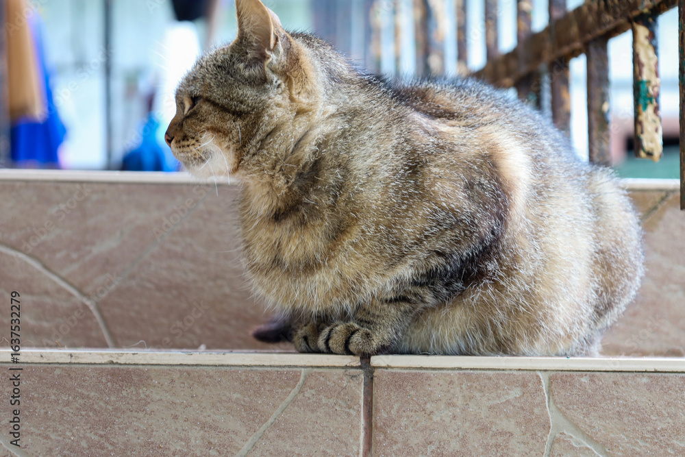 Obraz premium A large grey striped cat is lying on tiled stairs, calmly looking around. Its fur has a beautiful pattern, and the blurred background adds depth to the shot. This image conveys a sense of calm and hom