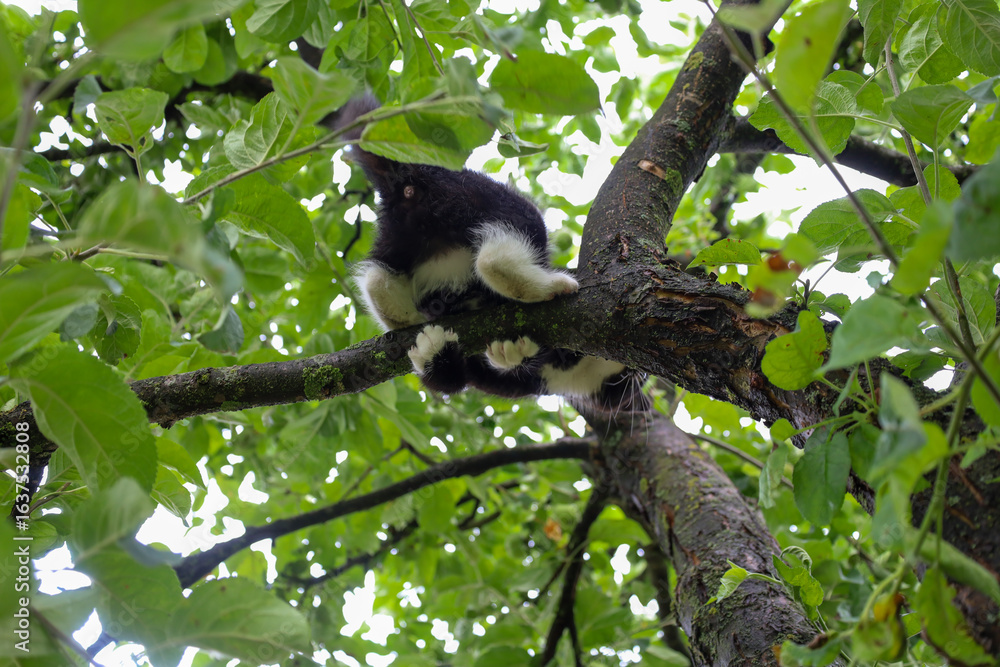 Obraz premium A small black and white kitten playfully climbed a tree and is sitting on a thick branch. Lots of green leaves are visible around, creating a sense of activity and a natural environment.
