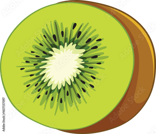 vector illustration of a kiwi
