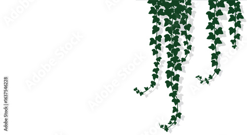 Hanging dark green leafy vines cascade down against a white background, shadows present
