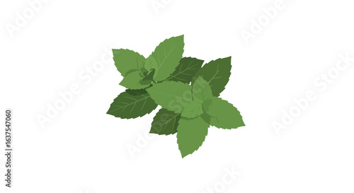 Minty Freshness Green mint leaves arranged with detailed veins on a white backdrop