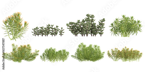 3d illustration of Sedum,Portulacaria plants on transparent background