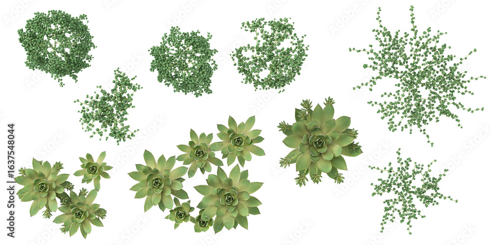 Fototapeta premium 3d illustration of Sempervivum,Senecio plants on transparent background from top view