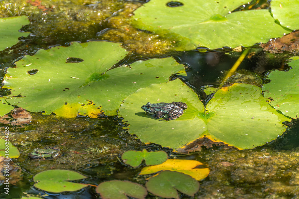 Obraz premium Frog on a Water Lily Pad. A small green water frog sits on a large water lily pad in a pond rich in algae and plants. The scene exudes tranquility and a sense of closeness to nature.