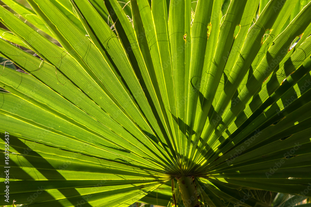 Fototapeta premium Detail of the leaf of the Carnauba, Copernicia prunifera, or fan-shaped palm in Brazil