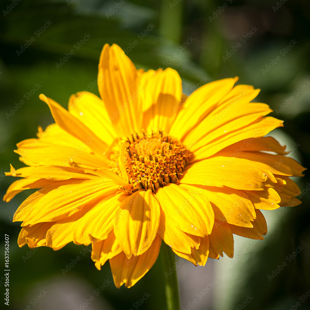Sqaure Flowers - Yellow.jpg Sqaure Flowers - Yellow.jpg