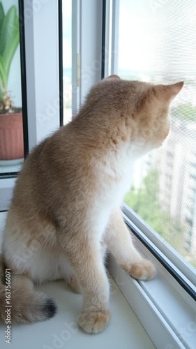 British Golden Chinchilla looking out of the window at birds on a sunny day