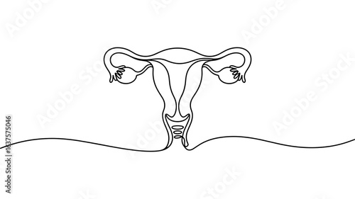 Female reproductive system continuous line drawing vector illustration
