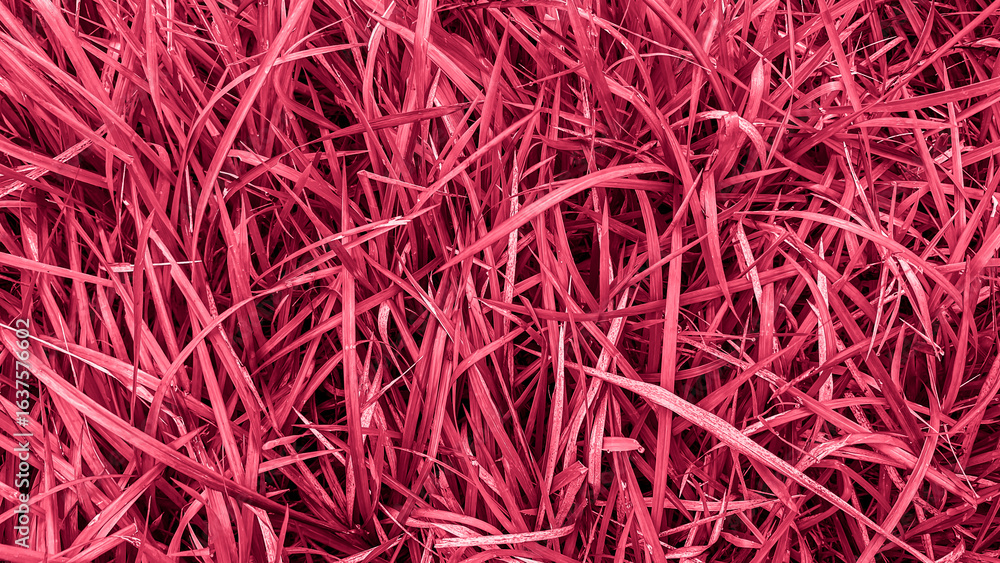 Fototapeta premium Photo of crimson grass blade texture background