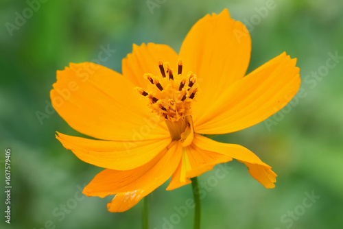 Obraz na płótnie Closeup on the vibrant orange sulfur Cosmos sulphureus flower