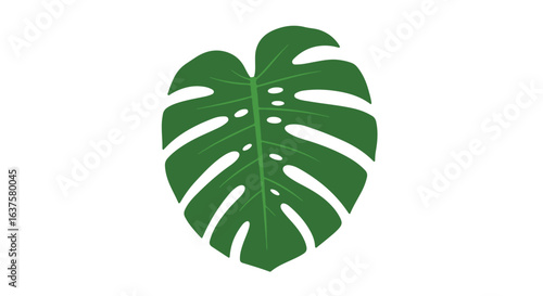 A single, large, green monstera leaf with fenestrations, isolated on white