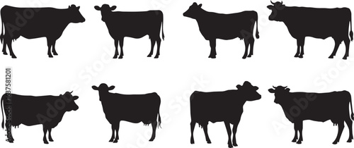 Cow Silhouette Vector Set, Black Cattle Animal Shapes in Different Standing Poses, Farm Livestock Illustration