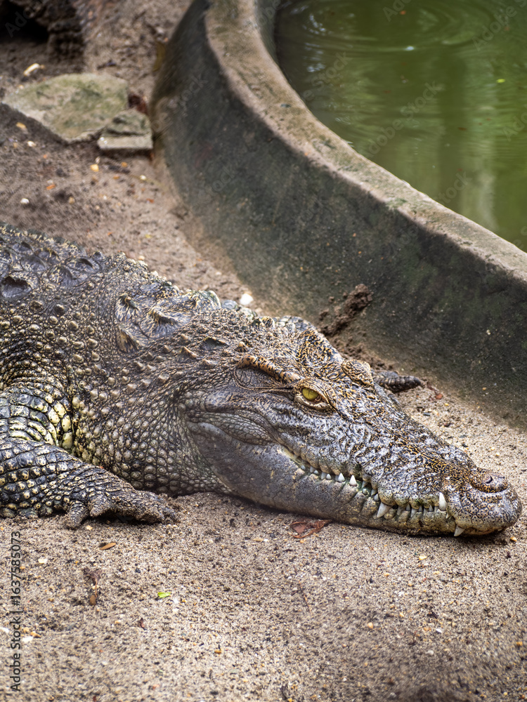 Obraz premium ハノイのトゥーレ公園