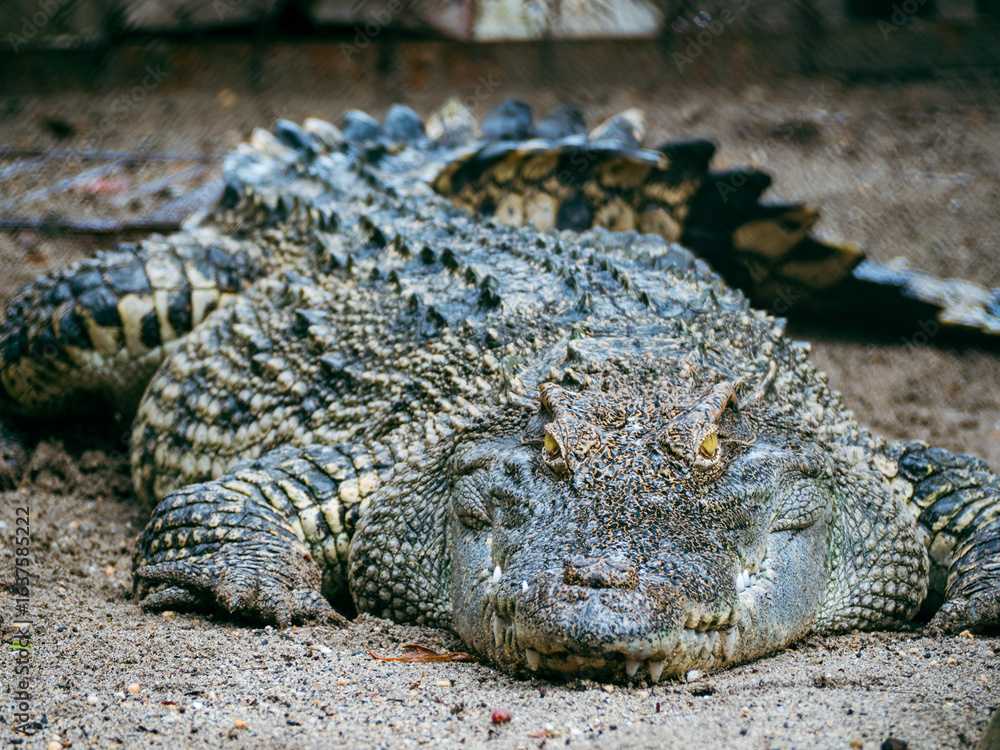 Fototapeta premium ハノイのトゥーレ公園