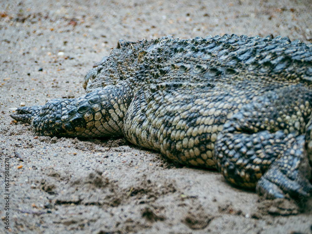Obraz premium ハノイのトゥーレ公園