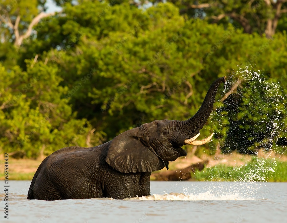 Fototapeta premium A majestic elephant stands in a body of water, playfully spraying water from its trunk against a lush green forest backdrop.
