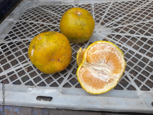 fresh oranges that have just been harvested are cut open