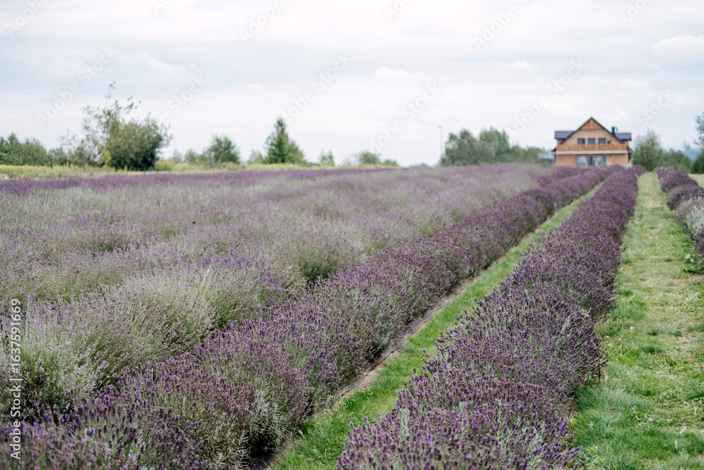 Fototapeta premium A wide lavender field stretches toward a wooden farmhouse under a soft cloudy sky in a rural landscape. Lavender field walks, nature escape, rural travel, botanical experiences...