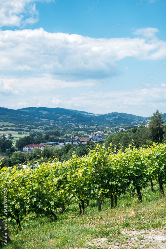 Naklejka premium Vineyard rows on a hillside overlooking a small town with mountains in the background. Organic farming, local food systems, farm-to-table, sustainable supply chains