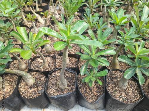 young adenium plants that are developing
