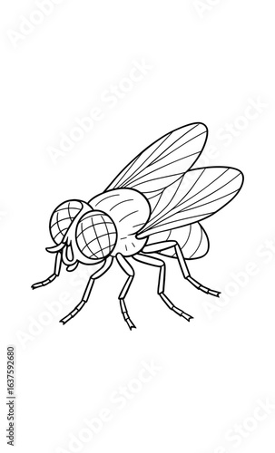 Detailed line art of housefly on white background