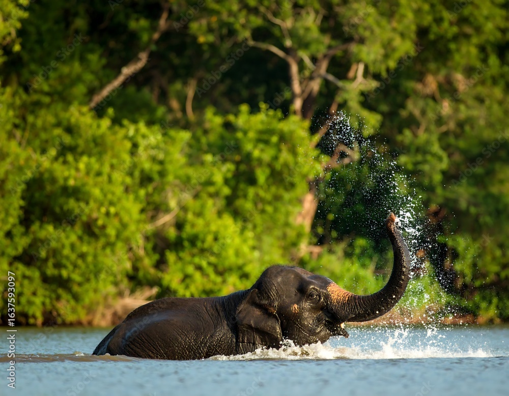 Obraz premium A majestic elephant stands in a body of water, playfully spraying water from its trunk against a lush green forest backdrop.